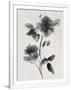 Gramercy White