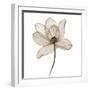 White Frame