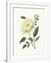 Gramercy White