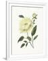 Gramercy White