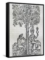Nana Fruit, Tropical Medicinal Plant, Engraving from Universal Cosmology-Andre Thevet-Framed Stretched Canvas
