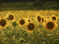 Beautiful Sunflower Field, Cape Elizabeth,Maine-Nance Trueworthy-Photographic Print
