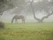 The Mist Rises over a Peaceful Dawn on the Marsh, Scarborough, Maine-Nance Trueworthy-Photographic Print