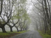 Misty Road in Early Springtime, Cape Elizabeth, Maine-Nance Trueworthy-Photographic Print
