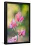 Essential Black