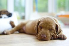 Cute Little Rhodesian Ridgeback Puppy Sleeping on the Ground. the Little Dogs are Four Weeks of Age-nancy dressel-Photographic Print