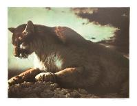 Stalking Lion-Nancy Glazier-Collectable Print