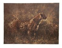 Cougar-Nancy Glazier-Framed Collectable Print