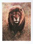 Cougar-Nancy Glazier-Collectable Print