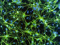 Immunofluorescent LM of Neurons & Astrocytes-Nancy Kedersha-Photographic Print