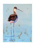 Black Neck Stilt III-Nancy LaBerge Muren-Laminated Art Print