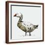 Brown Frame
