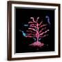 Brown Frame