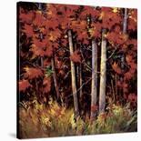 Golden Tuscany-Nancy O'toole-Stretched Canvas