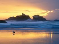 Beach at Sunset with Sea Stacks and Gull, Bandon, Oregon, USA-Nancy Rotenberg-Photographic Print