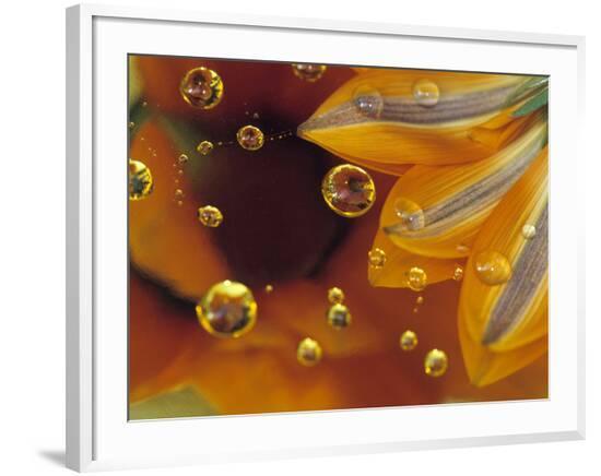 Framed Photographic Print, , large