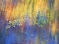 Azalea Reflection in Pond, Georgia, USA-Nancy Rotenberg-Photographic Print