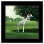 Gallery Pops Black Frame