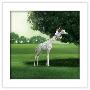 Gallery Pops White Frame