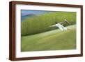 Brown Frame