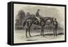 Nancy, Winner of the Goodwood Cup, 1851-Benjamin Herring-Framed Stretched Canvas