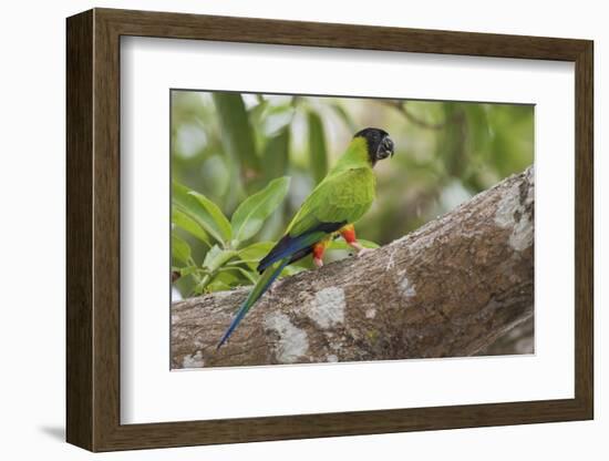 Nanday parakeet-Ken Archer-Framed Photographic Print