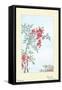 Nandina Bush With Berries-Megata Morikaga-Framed Stretched Canvas