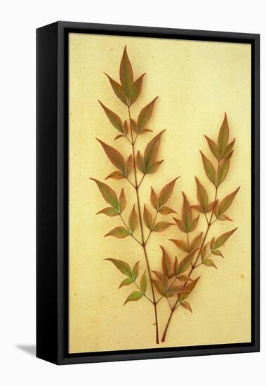 Nandina-Den Reader-Framed Stretched Canvas