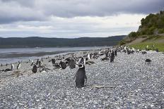 A magellanic penguin on Martillo Island, Tierra del Fuego, Argentina, South America-Nando Machado-Framed Photographic Print