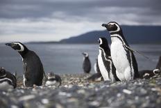 A magellanic penguin colony at the beach on Martillo Island, Tierra del Fuego, Argentina, South Ame-Nando Machado-Photographic Print