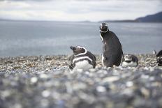 A magellanic penguin colony at the beach on Martillo Island, Tierra del Fuego, Argentina, South Ame-Nando Machado-Photographic Print