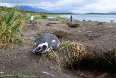 A magellanic penguin colony at the beach on Martillo Island, Tierra del Fuego, Argentina, South Ame-Nando Machado-Photographic Print