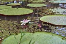 A water lily amongst water lily pads, Colombia, South America-Nando Machado-Photographic Print