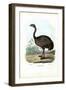 Nandu, 1863-79-Raimundo Petraroja-Framed Giclee Print