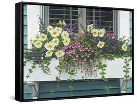 Nantucket Bloom-Bruce Dumas-Framed Stretched Canvas