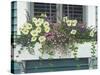 Nantucket Bloom-Bruce Dumas-Stretched Canvas