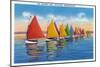 Nantucket, Massachusetts - View of the Rainbow Sailboat Fleet-Lantern Press-Mounted Art Print