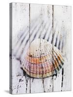 Nantucket Shells II-James Guilliam-Stretched Canvas