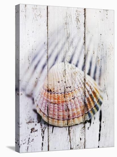 Nantucket Shells II-James Guilliam-Stretched Canvas