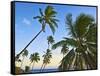 Nanuku Levu, Fiji Islands Palm Trees with Coconuts, Fiji, South Pacific, Oceania-Miva Stock-Framed Stretched Canvas