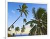 Nanuku Levu, Fiji Islands Palm Trees with Coconuts, Fiji, South Pacific, Oceania-Miva Stock-Framed Photographic Print