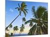 Nanuku Levu, Fiji Islands Palm Trees with Coconuts, Fiji, South Pacific, Oceania-Miva Stock-Mounted Photographic Print