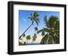 Nanuku Levu, Fiji Islands Palm Trees with Coconuts, Fiji, South Pacific, Oceania-Miva Stock-Framed Photographic Print