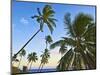 Nanuku Levu, Fiji Islands Palm Trees with Coconuts, Fiji, South Pacific, Oceania-Miva Stock-Mounted Photographic Print