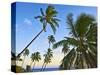 Nanuku Levu, Fiji Islands Palm Trees with Coconuts, Fiji, South Pacific, Oceania-Miva Stock-Stretched Canvas