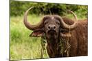 Wood Mount