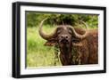 Black Frame