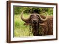 Brown Frame