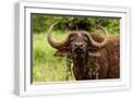 White Frame