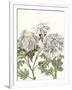 Gramercy White